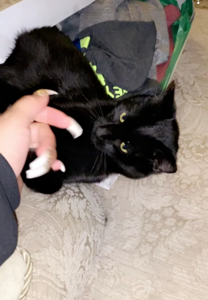 Lost cat in Pomona, CA, 91768