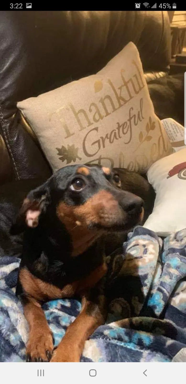 Lost dog in Shreveport, LA, 71109