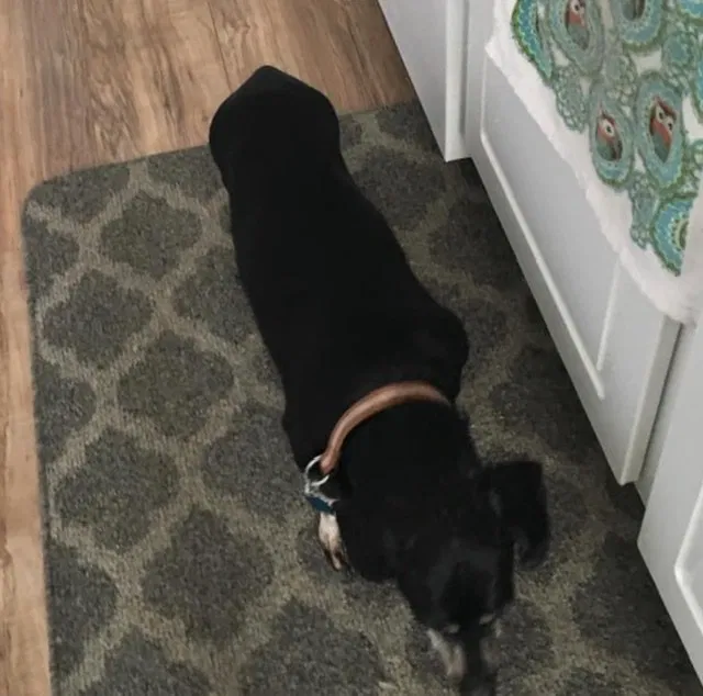 Lost dog in Murrells Inlet, SC, 29576