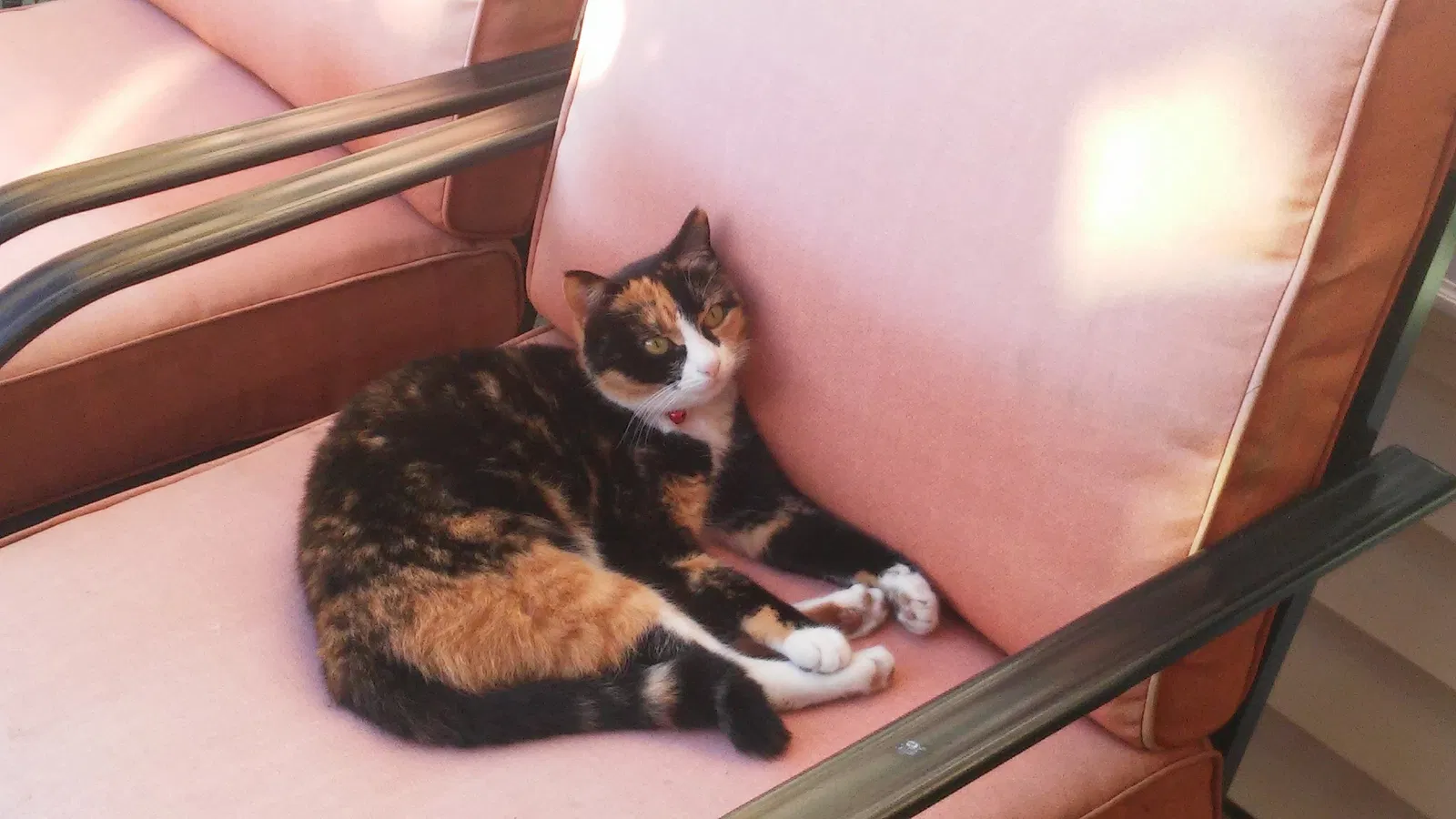 Lost cat in New Orleans, LA, 70127