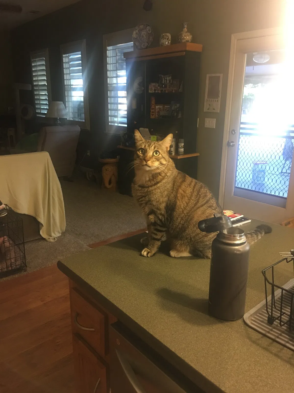 Lost cat in Manteca, CA, 95336