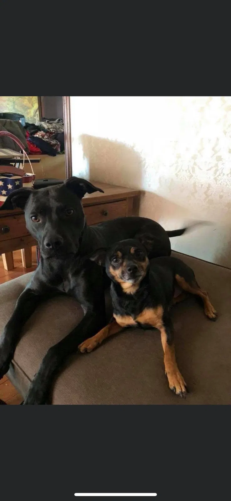 Lost dog in Nicholasville, KY, 40356