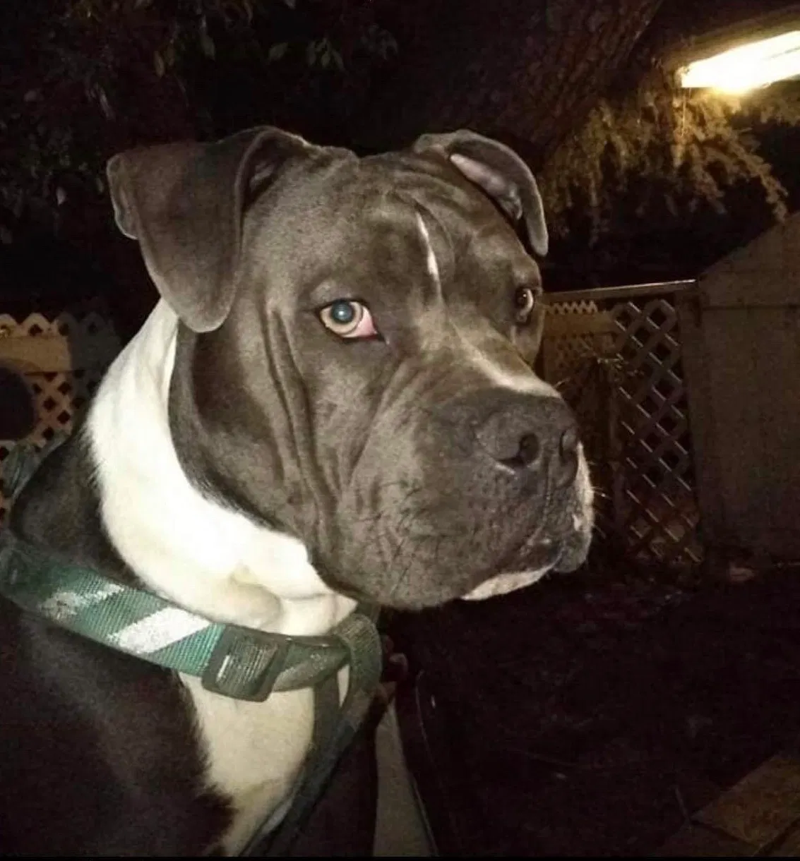 Lost dog in San Diego, CA, 92104