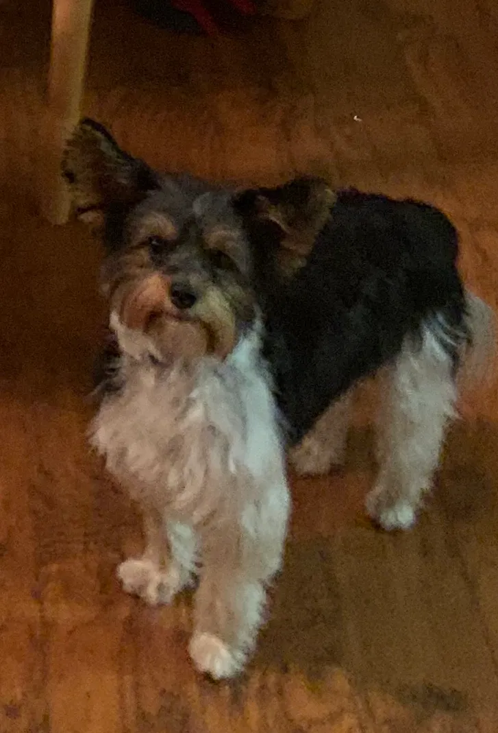 Lost dog in San Antonio, TX, 78201
