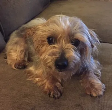 Lost dog in Pelion, SC, 29123