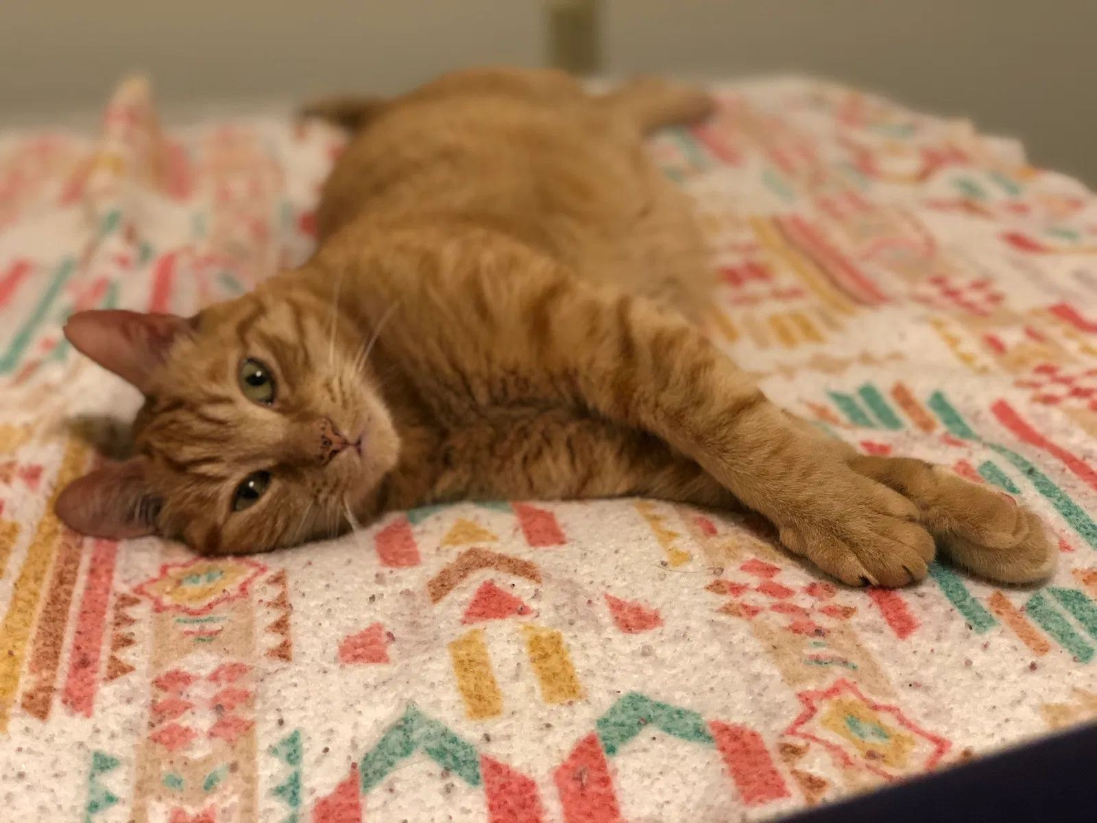 Lost cat in Anaheim, CA, 92804