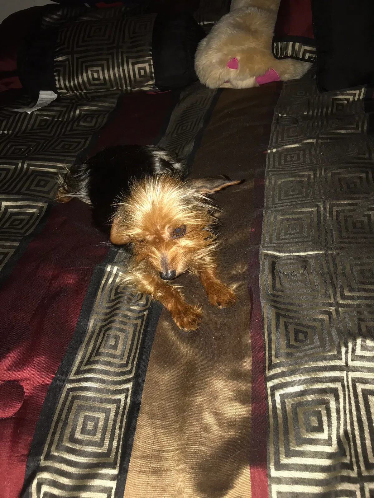 Lost dog in Ocala, FL, 34472