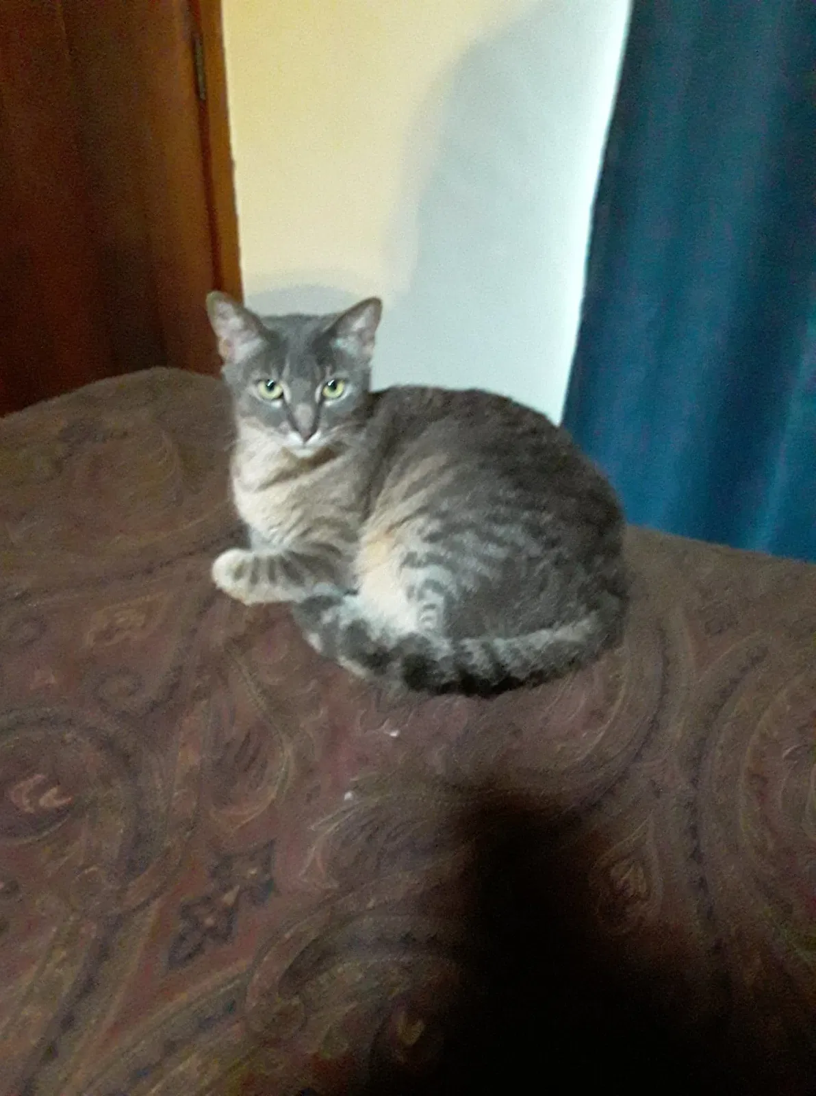 Lost cat in Lemon Grove, CA, 91945