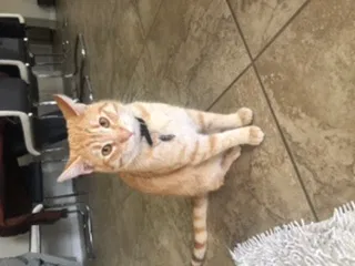 Lost cat in Rio Rancho, NM, 87124