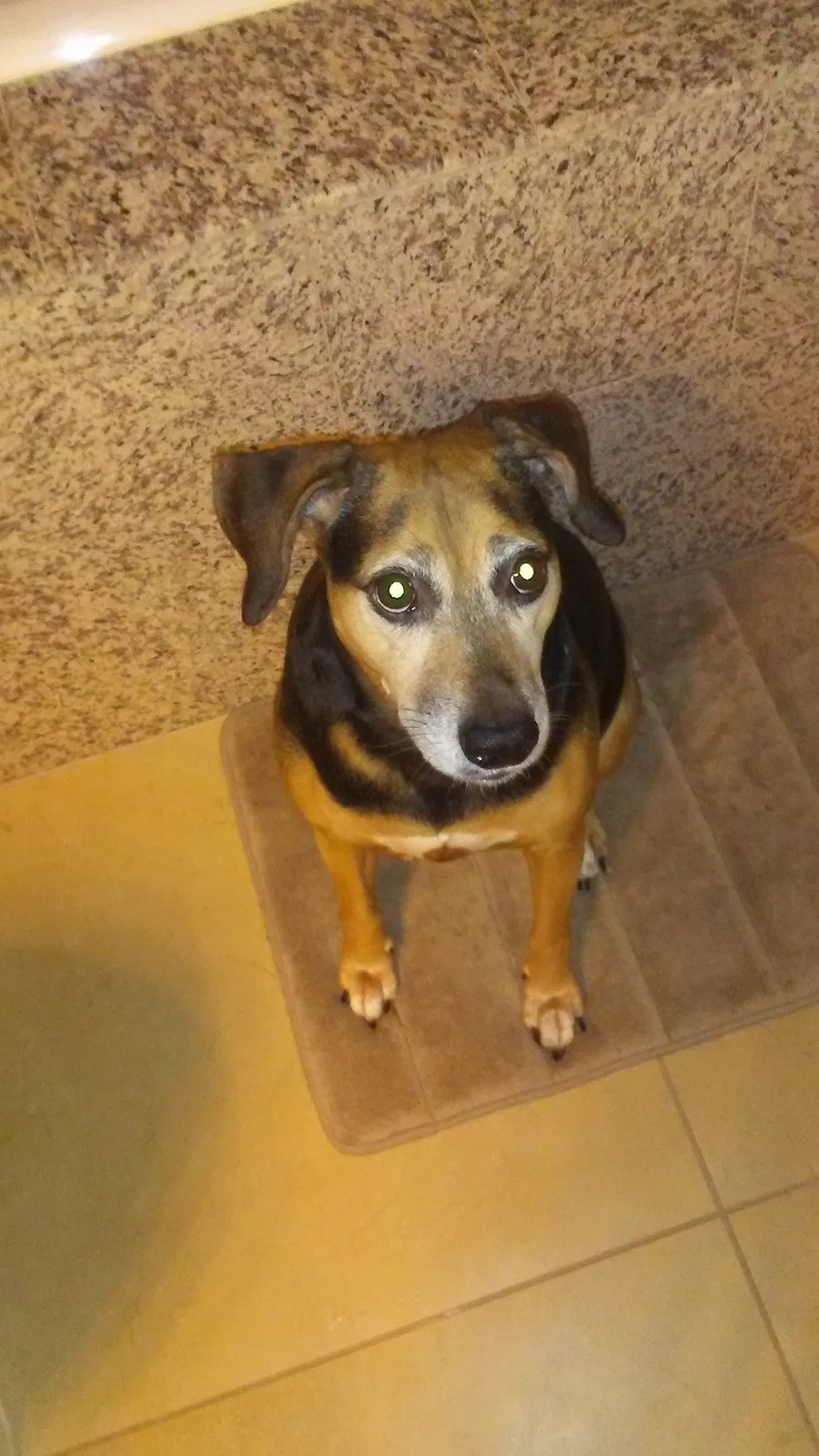 Lost dog in Bismarck, AR, 71929