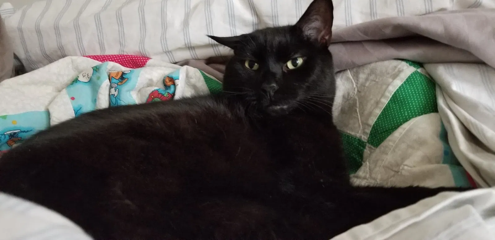 Lost cat in Allentown, PA, 18104