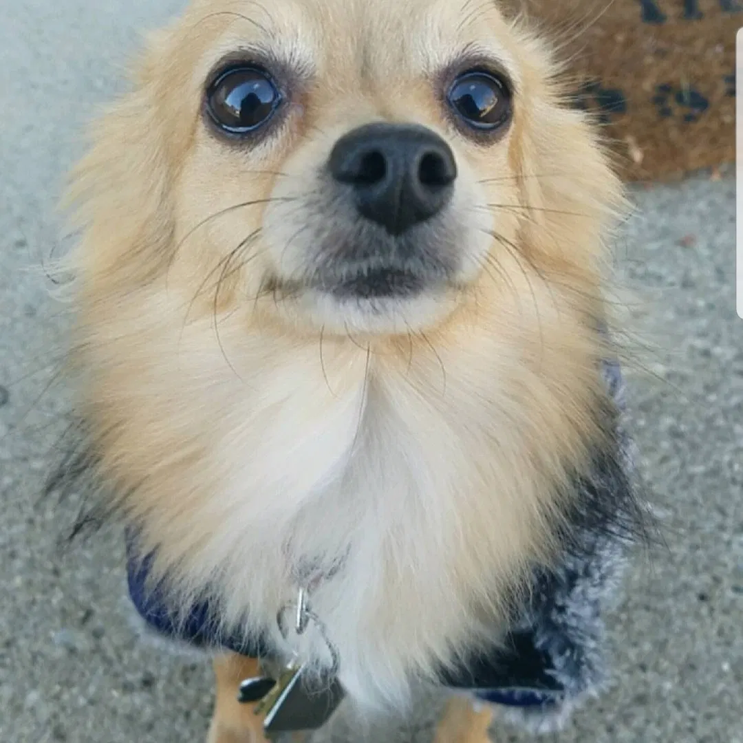 Lost dog in Fort Wayne, IN, 46805