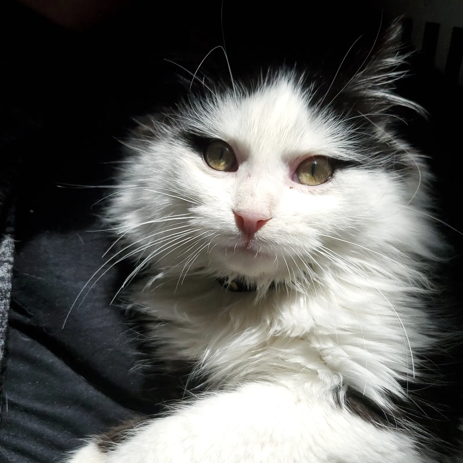 Lost cat in Des Moines, IA, 50311