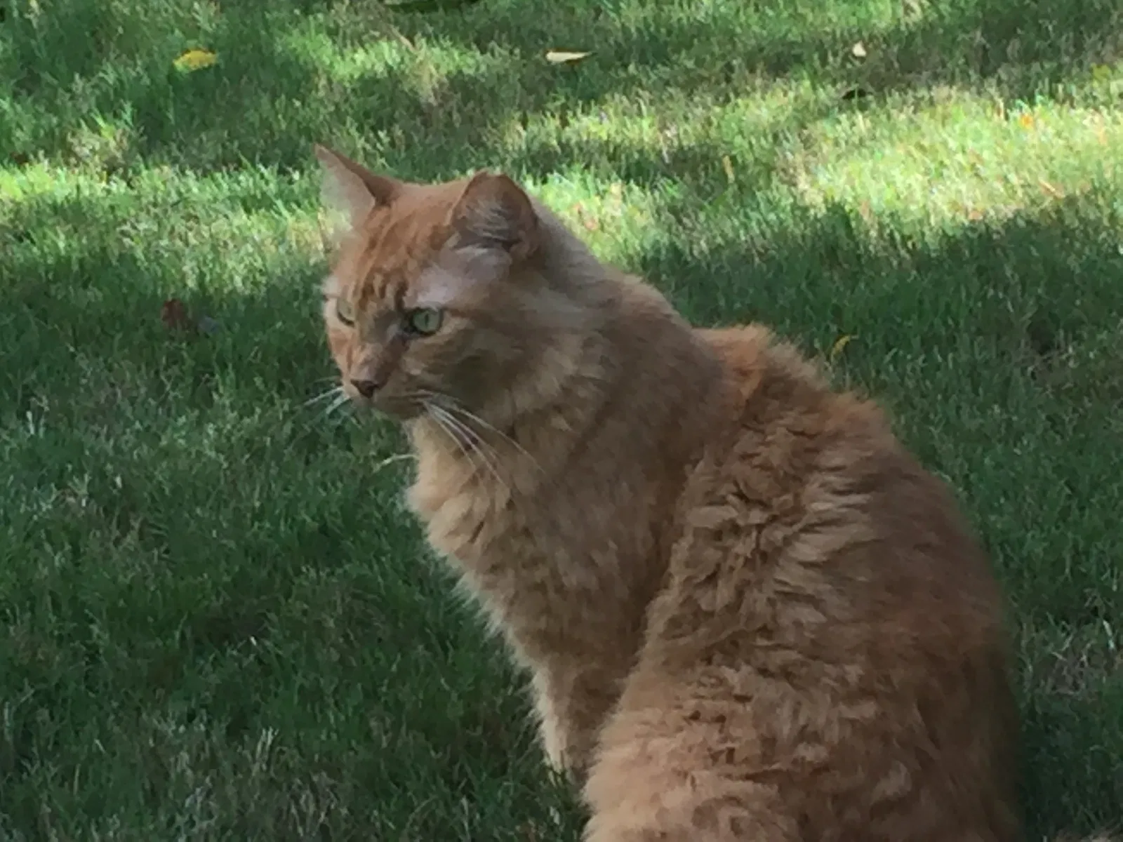 Lost cat in Huntsville, AL, 35801