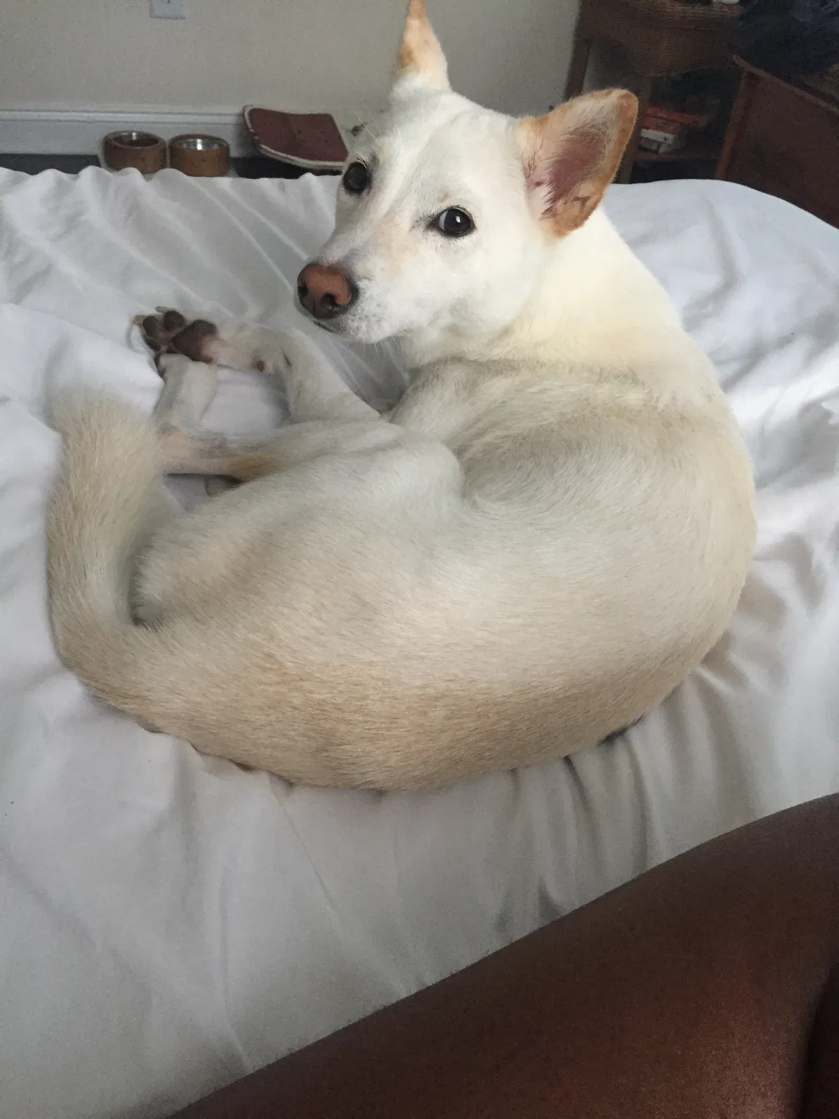 Lost dog in Lanham, MD, 20706