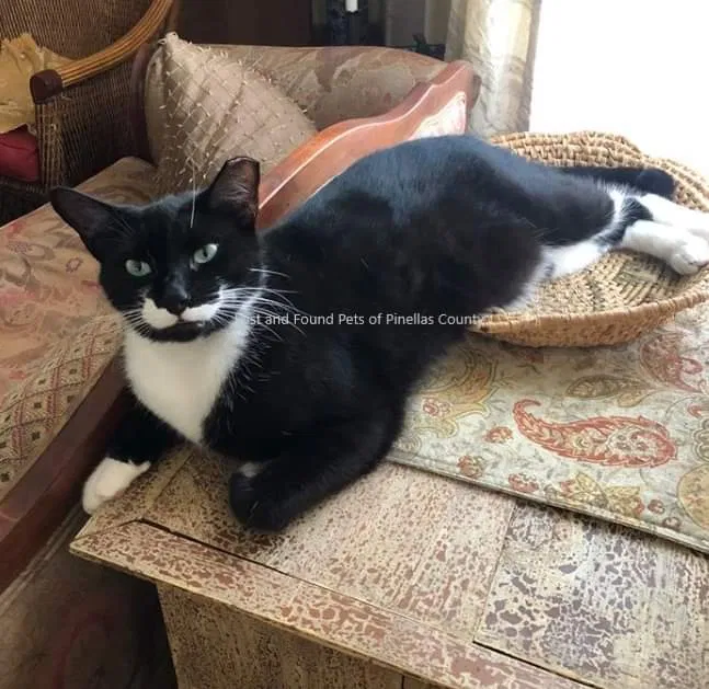 Lost cat in Saint Petersburg, FL, 33703