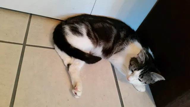 Lost cat in Palm Harbor, FL, 34683
