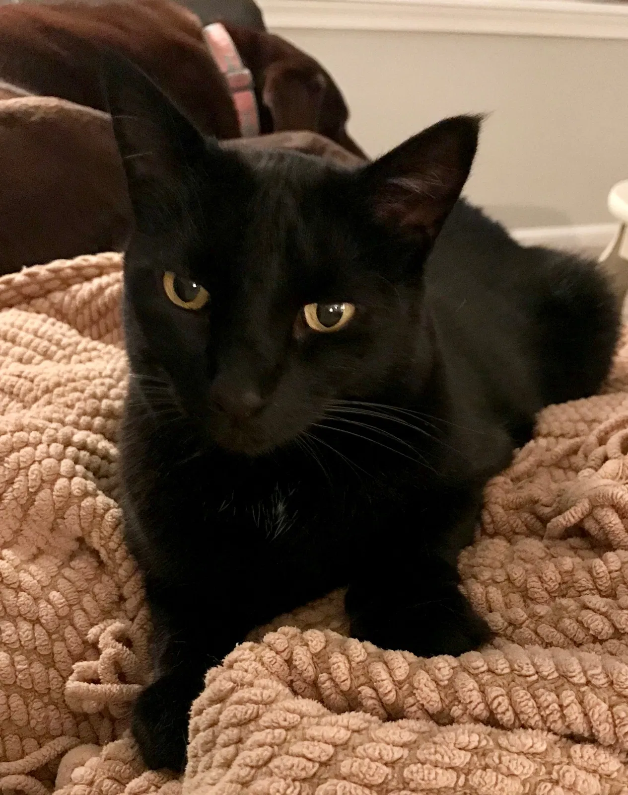 Lost cat in Gwynedd, PA, 19436