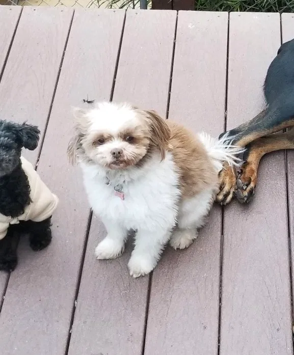 Lost dog in Spring Valley, CA, 91977