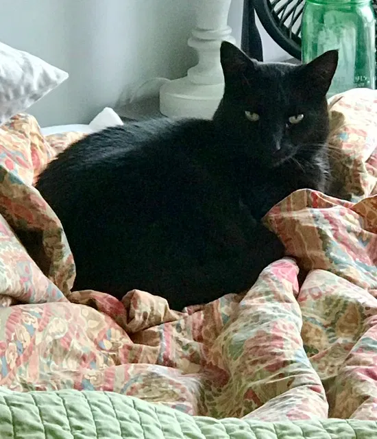 Lost cat in Lansdale, PA, 19446