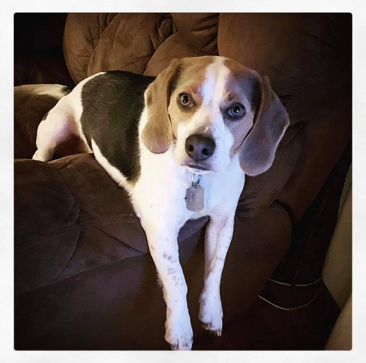 Lost dog in Lake City, TN, 37769