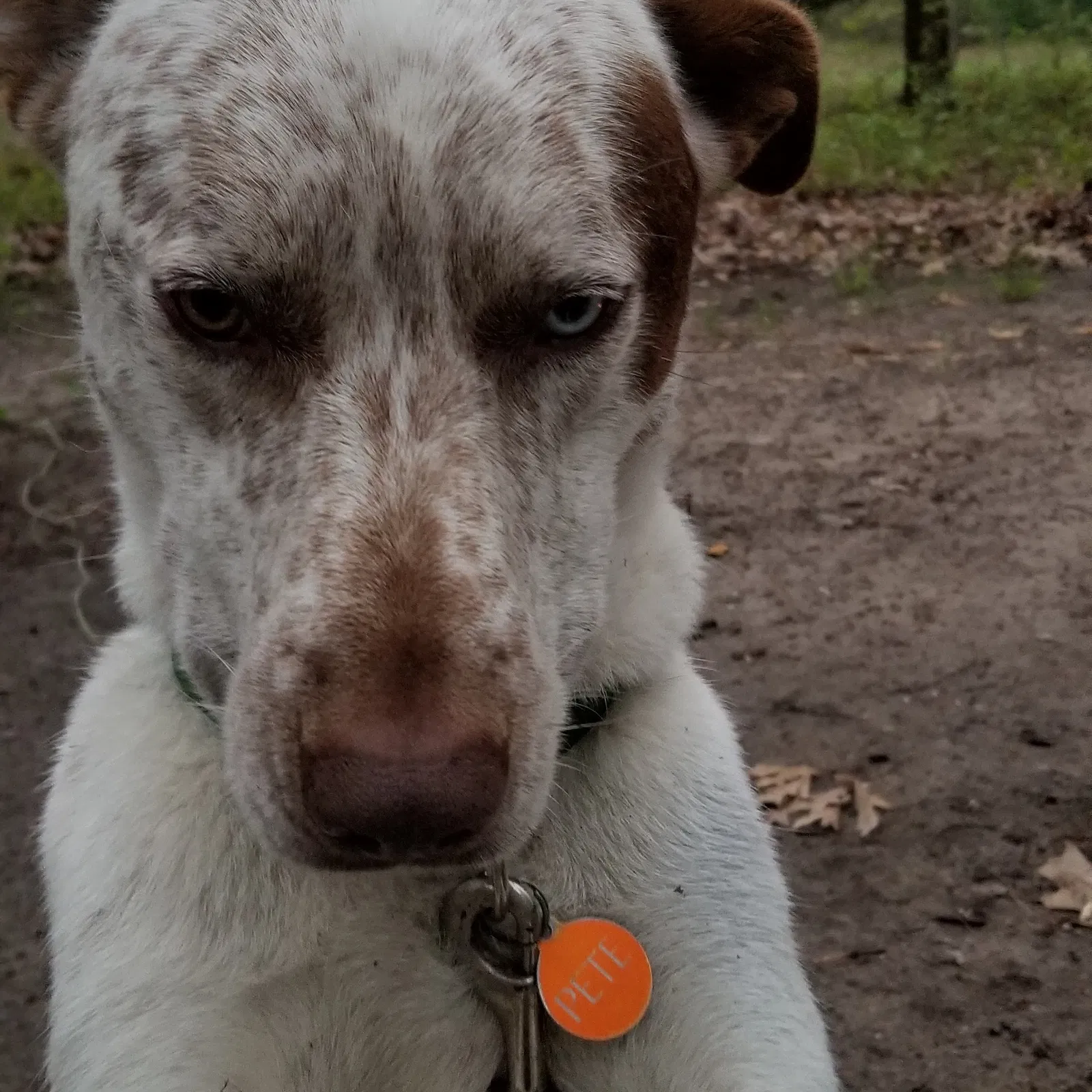 Lost dog in Grand Rapids, MI, 49546