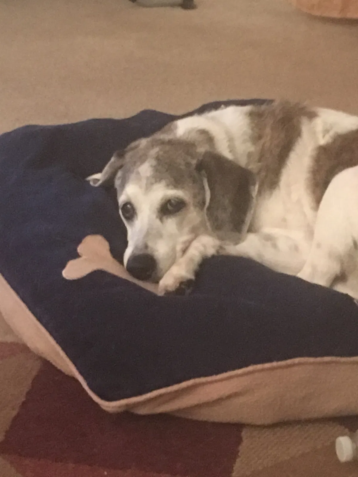 Lost dog in Cape Coral, FL, 33914
