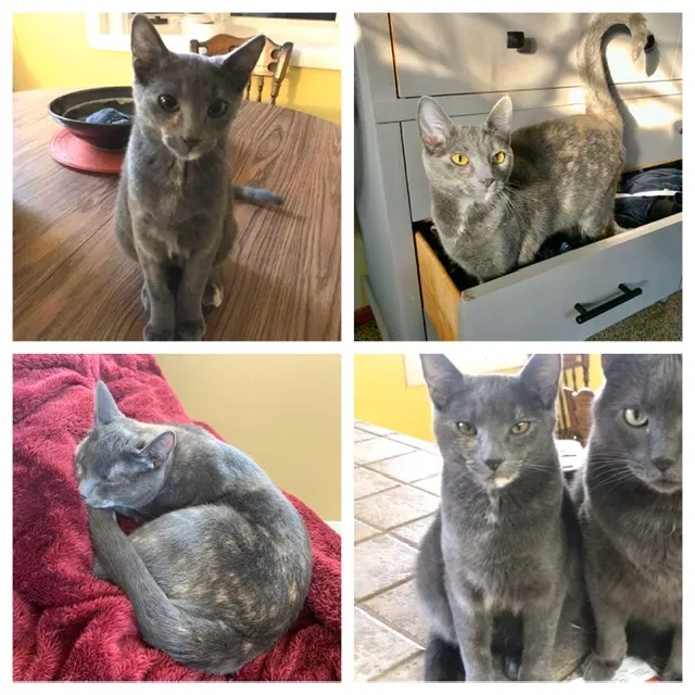 Lost cat in Dayton, OH, 45431