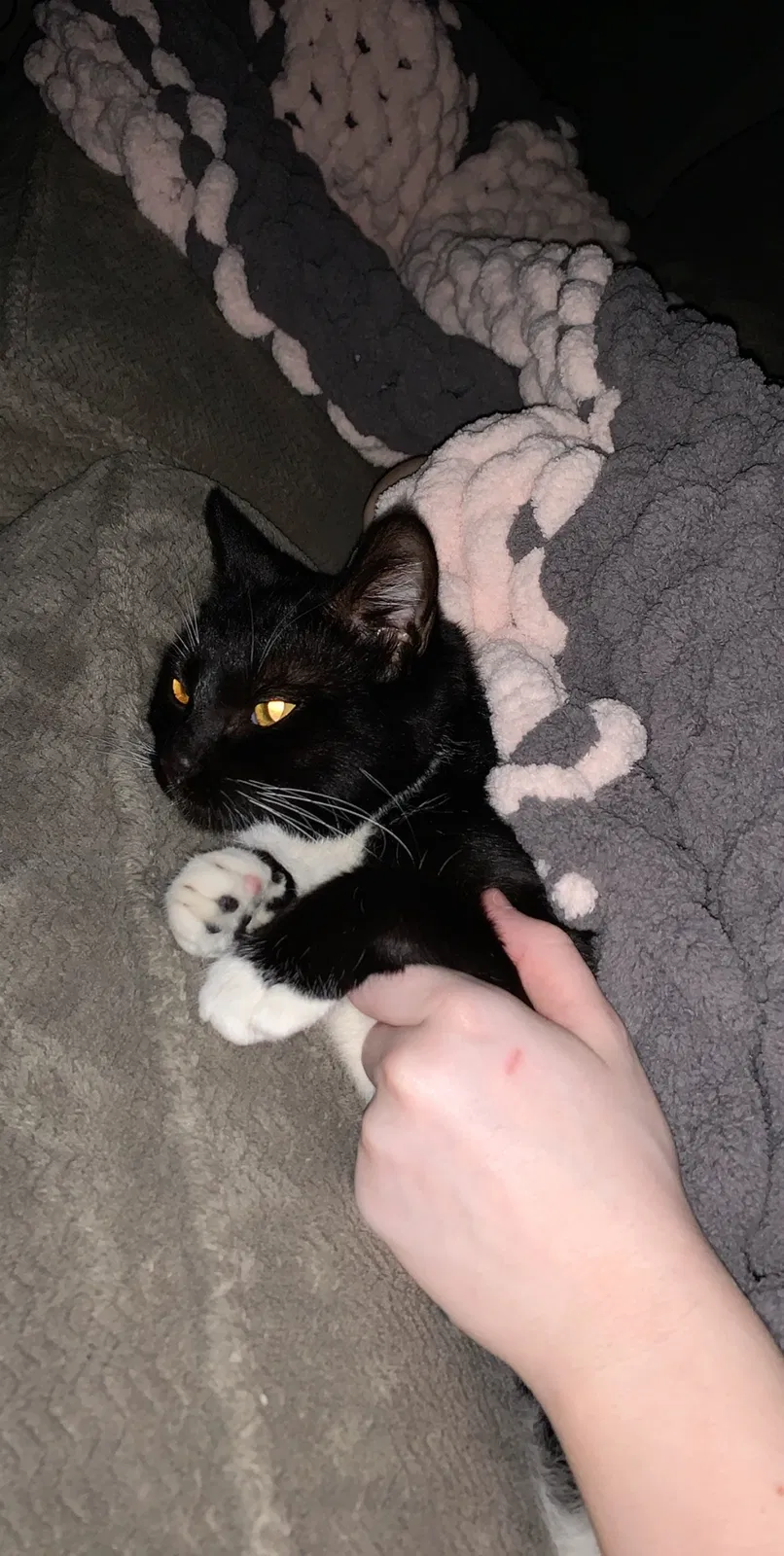 Lost cat in Mobile, AL, 36609