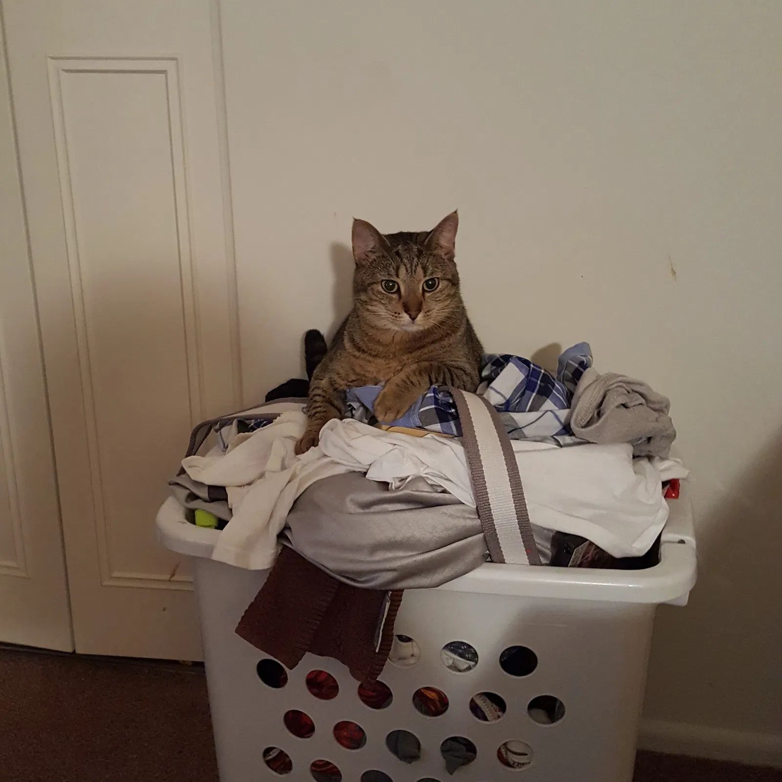 Lost cat in Indianapolis, IN, 46235