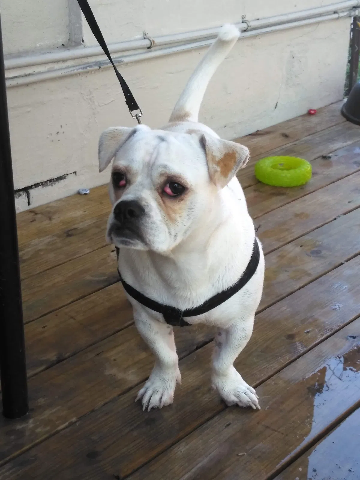 Lost dog in Pharr, TX, 78577