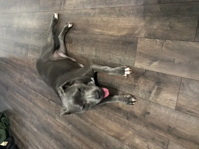 Lost dog in Elizabeth City, NC, 27909