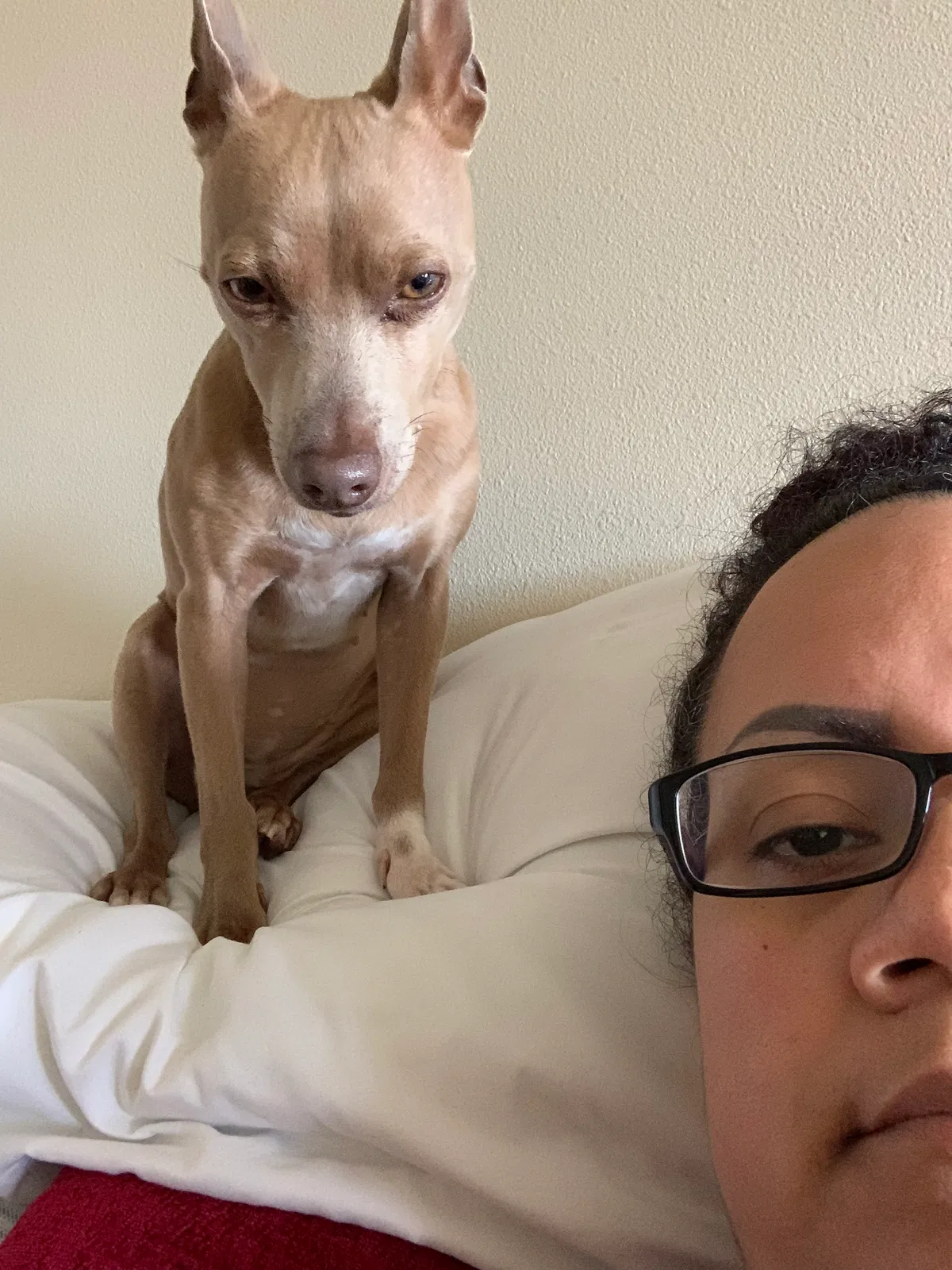 Lost dog in Tacoma, WA, 98405