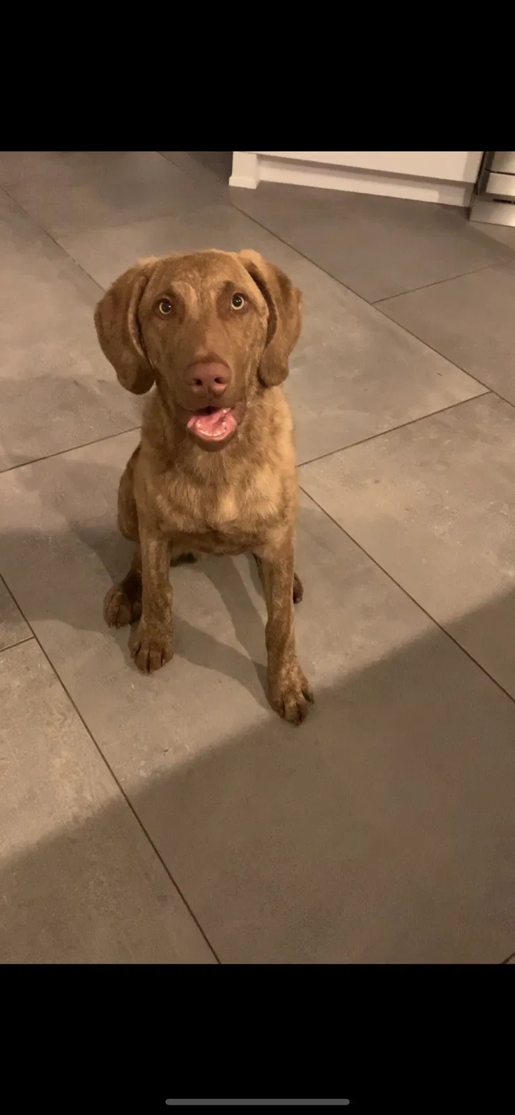 Lost dog in Ponte Vedra Beach, FL, 32082