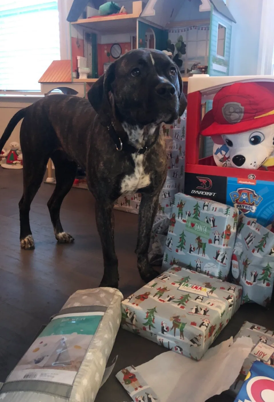 Lost dog in Waxhaw, NC, 28173