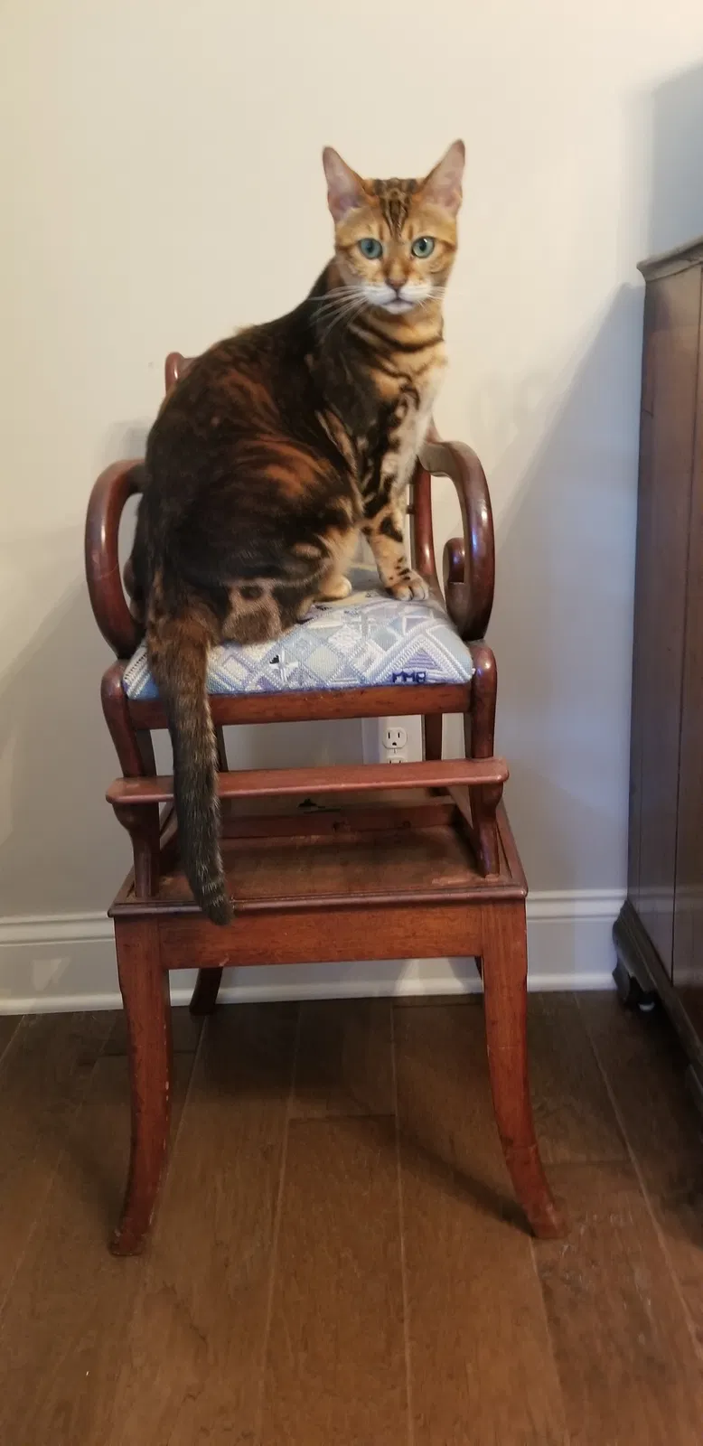 Lost cat in Roswell, GA, 30076