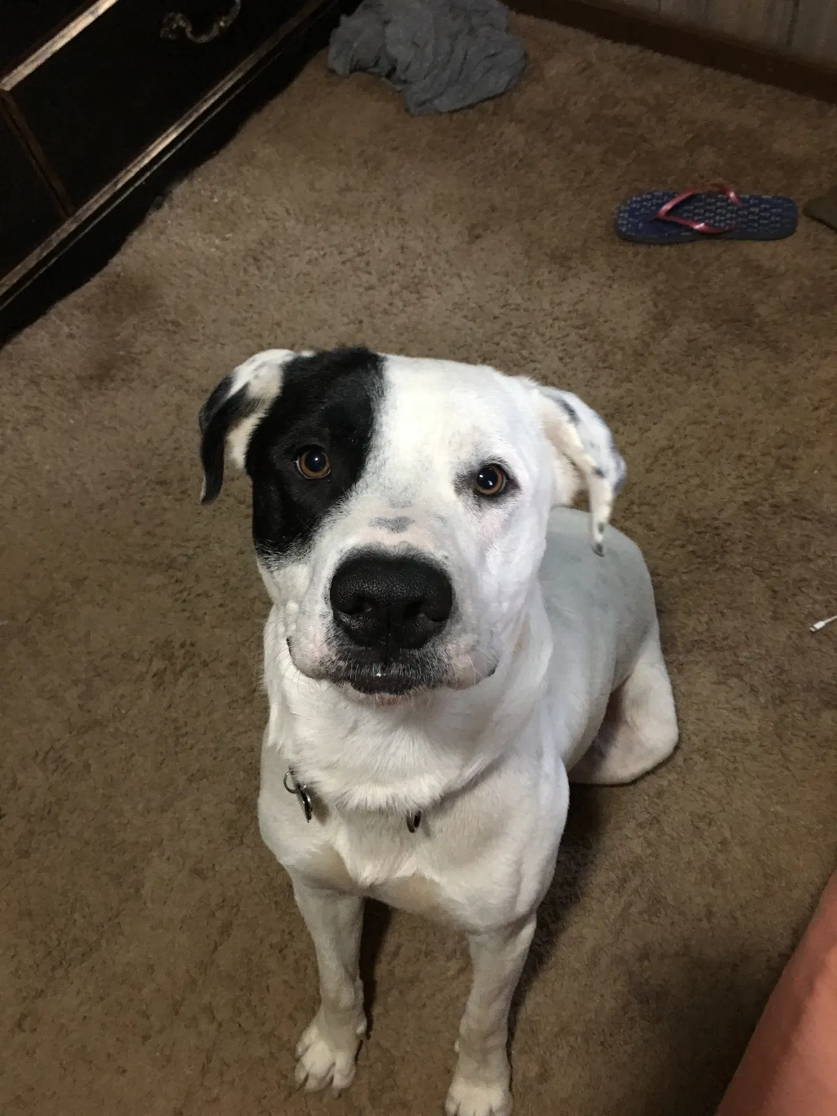 Lost dog in Jefferson, GA, 30549