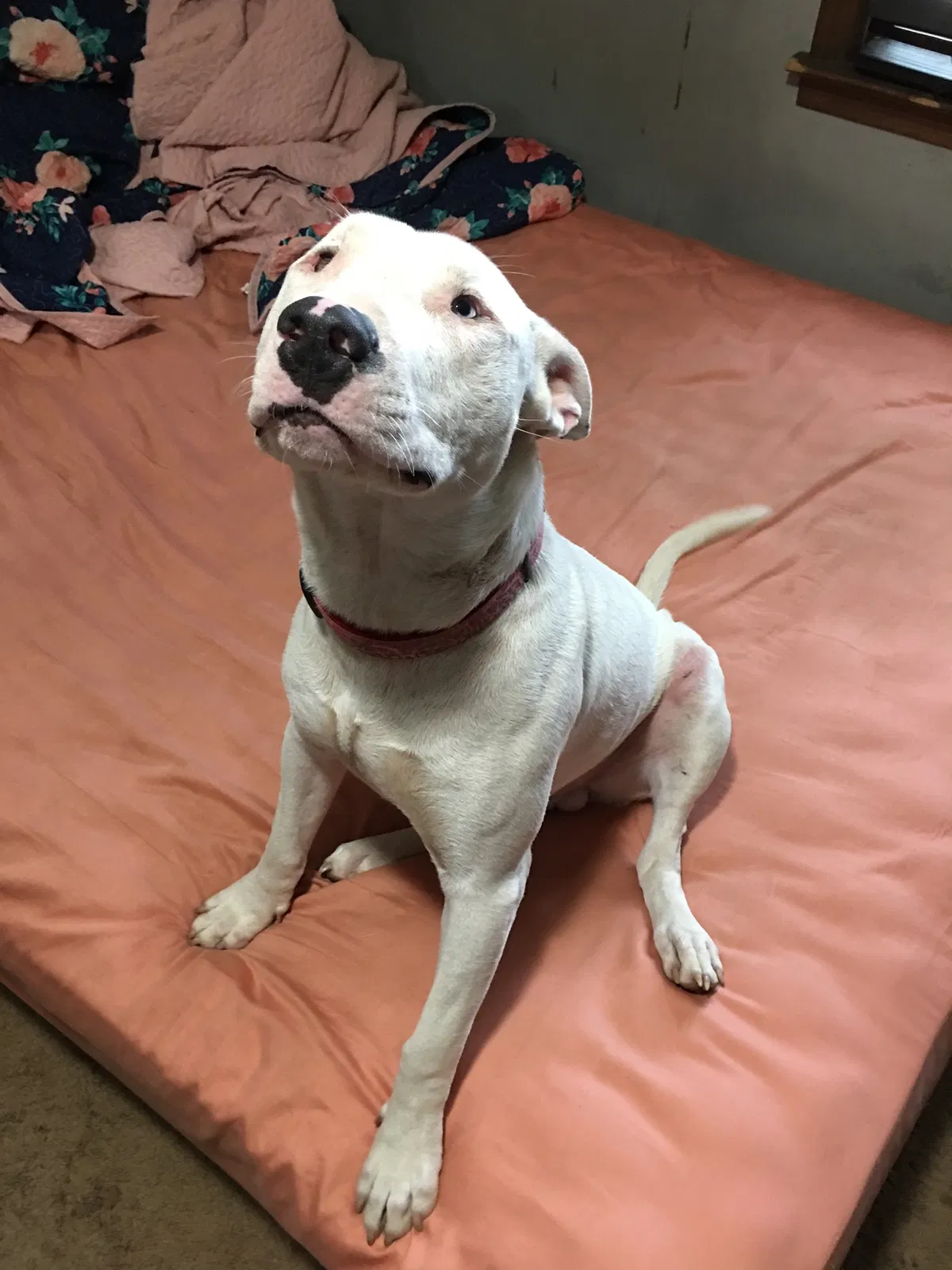 Lost dog in Jefferson, GA, 30549