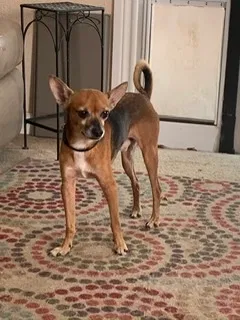 Lost dog in Lubbock, TX, 79411