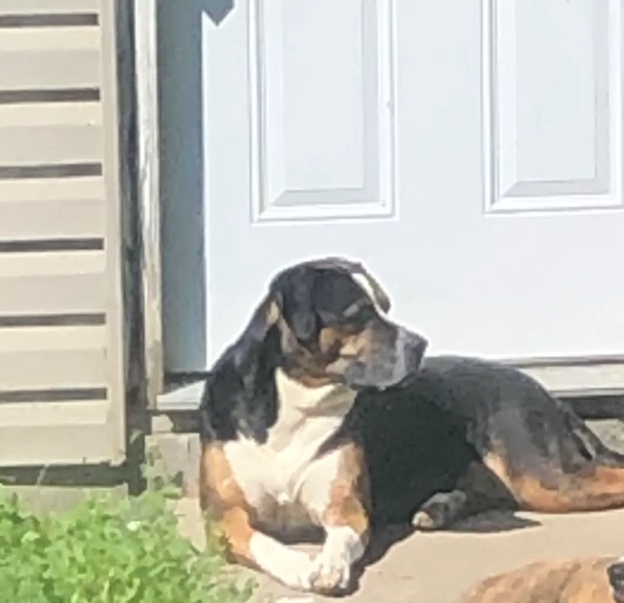 Lost dog in Detroit, MI, 48213