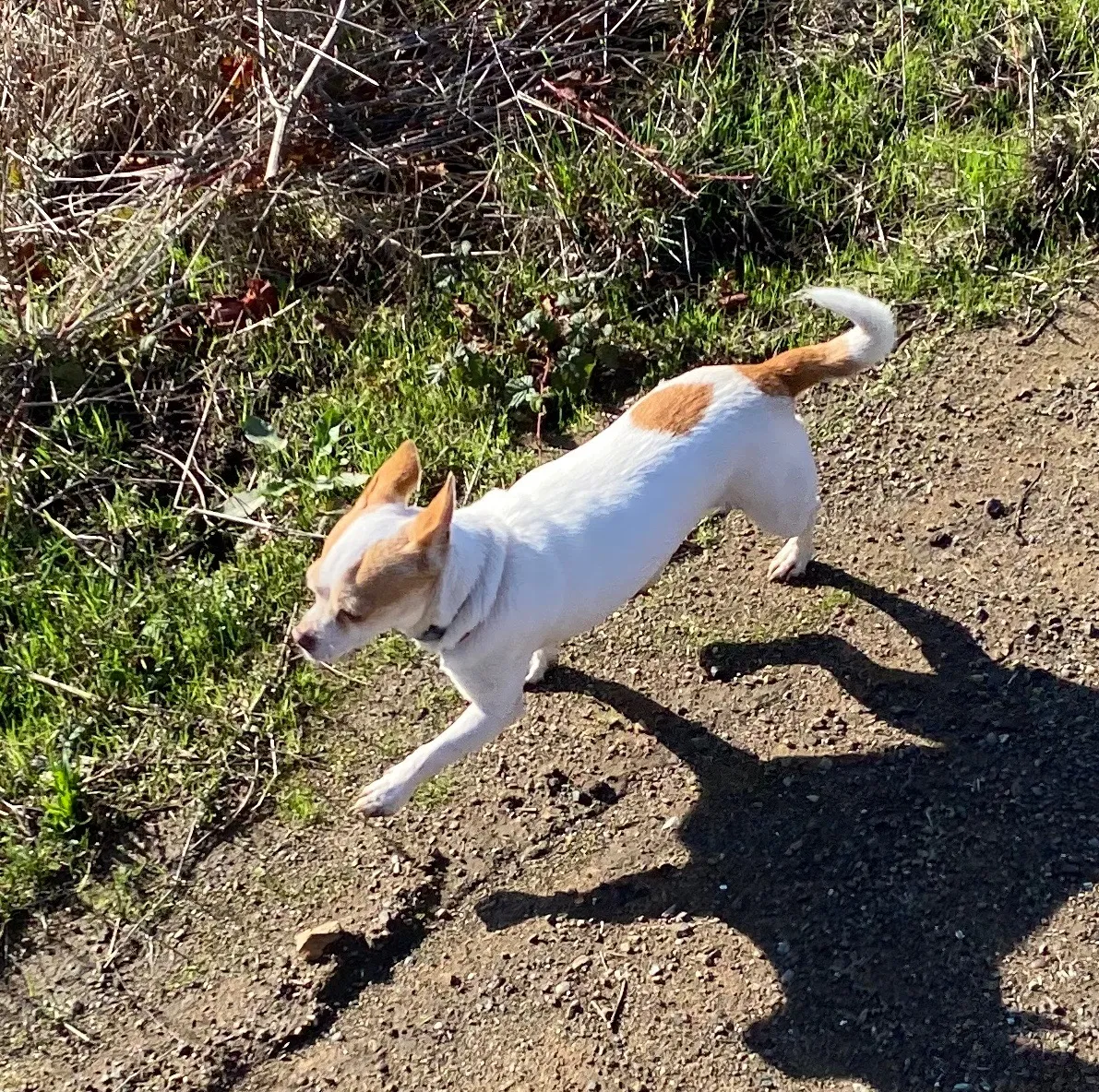 Lost dog in Bodega Bay, CA, 94923
