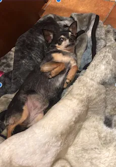 Lost dog in Harlingen, TX, 78552