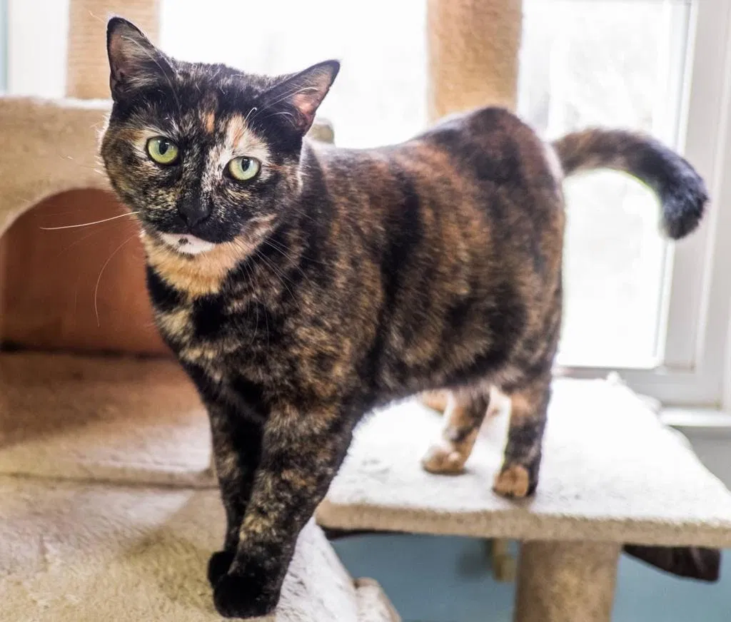 Lost cat in Cleveland, OH, 44109