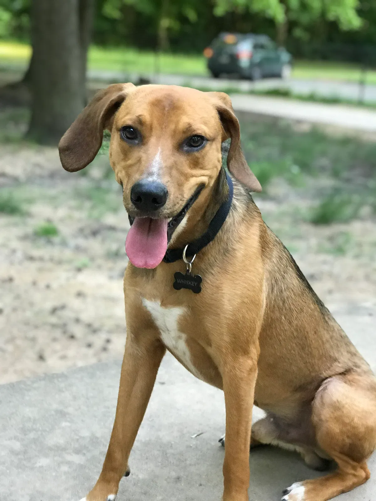 Lost dog in Little Rock, AR, 72205