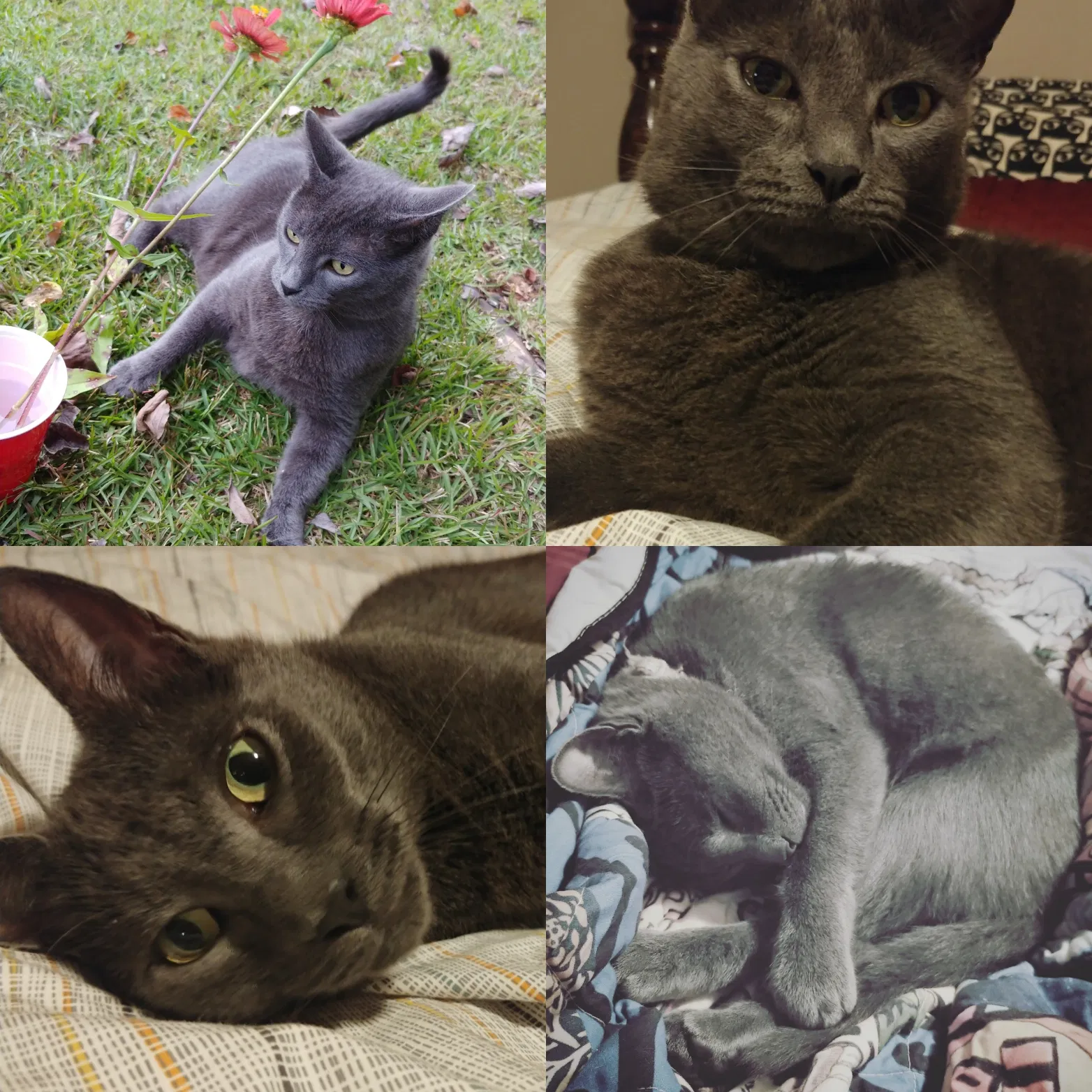 Lost cat in Irmo, SC, 29063