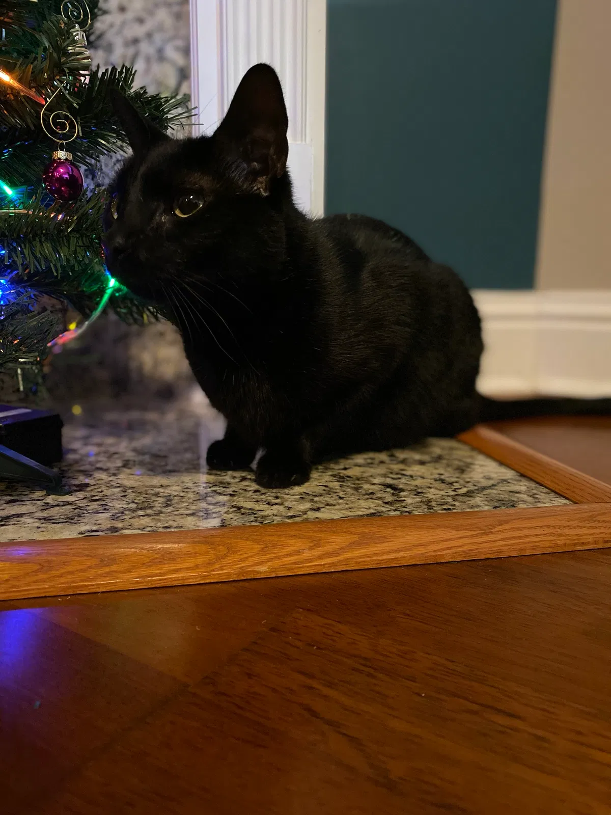 Lost cat in Baton Rouge, LA, 70817
