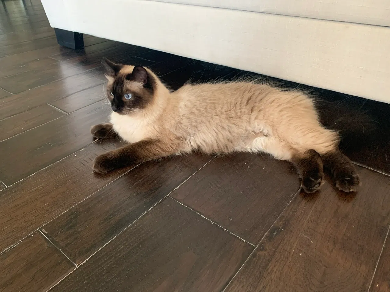 Lost cat in Austin, TX, 78732