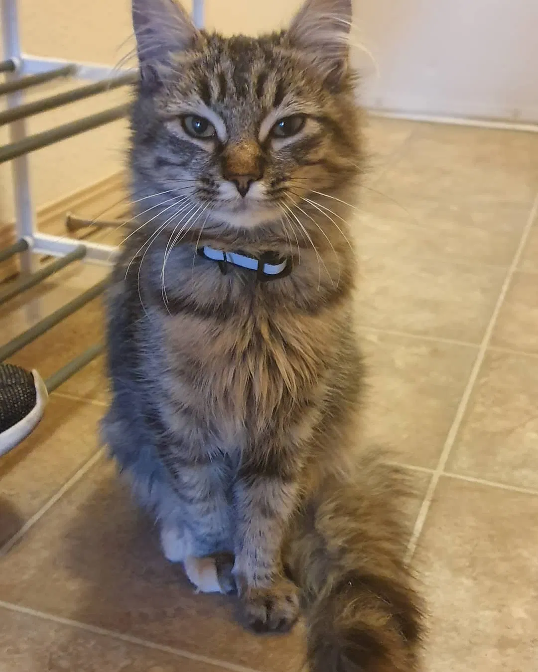 Lost cat in Olympia, WA, 98512