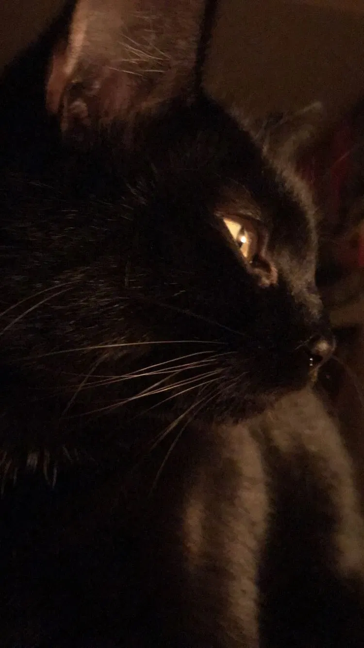 Lost cat in Loveland, CO, 80537