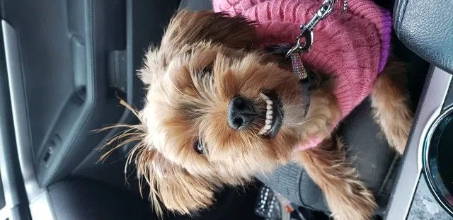 Lost dog in Waldorf, MD, 20601